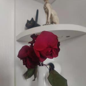 秦岚三级露全乳视频
